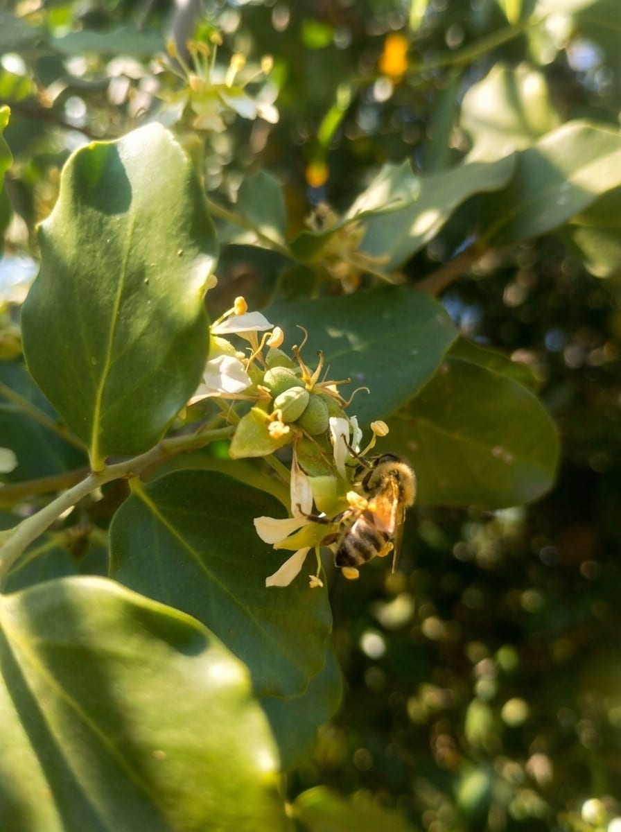 Abeja trabajando sobre una floración nativa