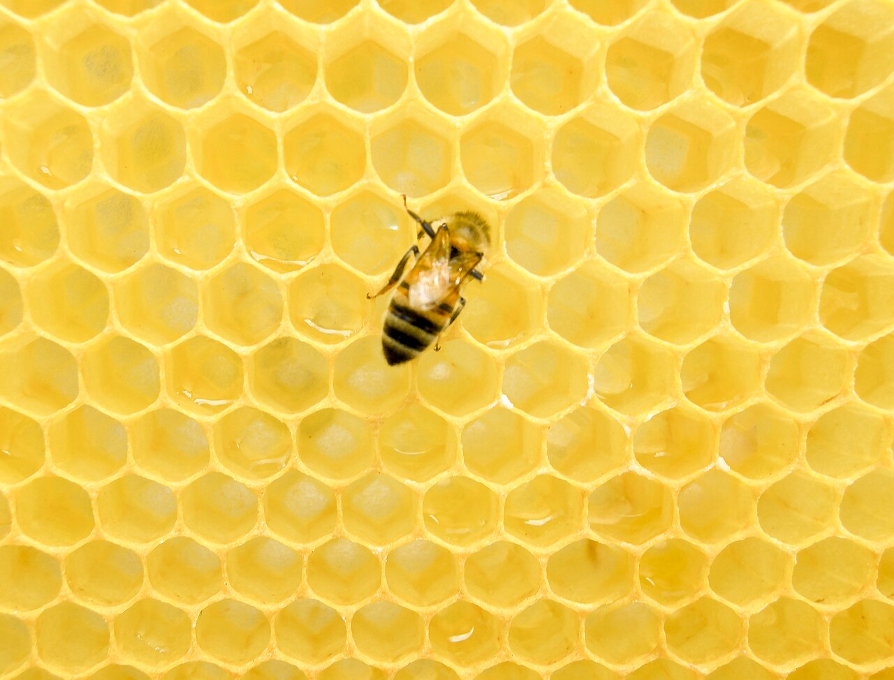 Cómo las abejas hacen un kilo de miel